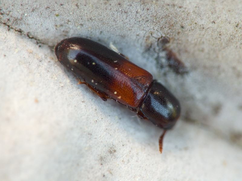 Corticeus fasciatus (Fabricius, 1790)